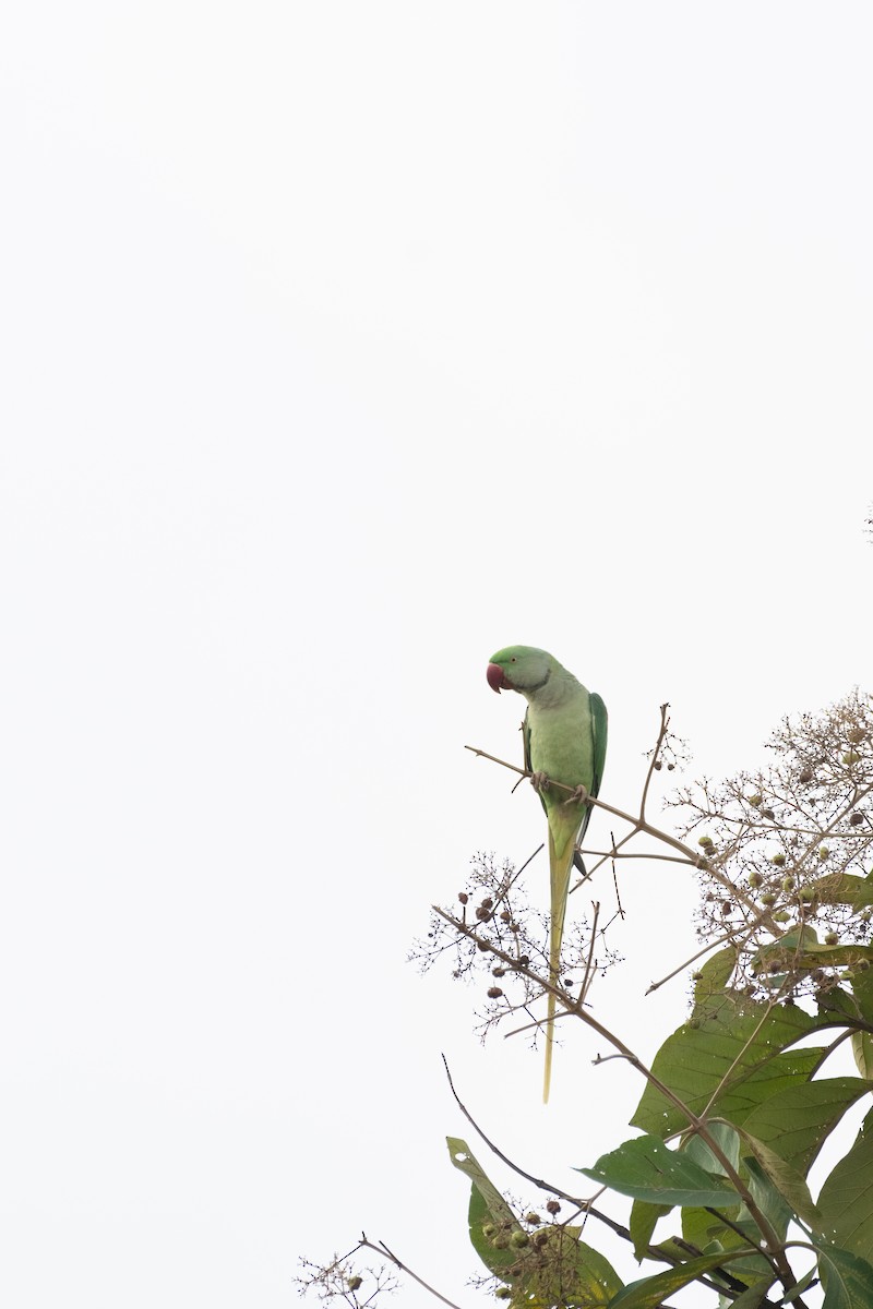 Alexandrine Parakeet - ML643083835