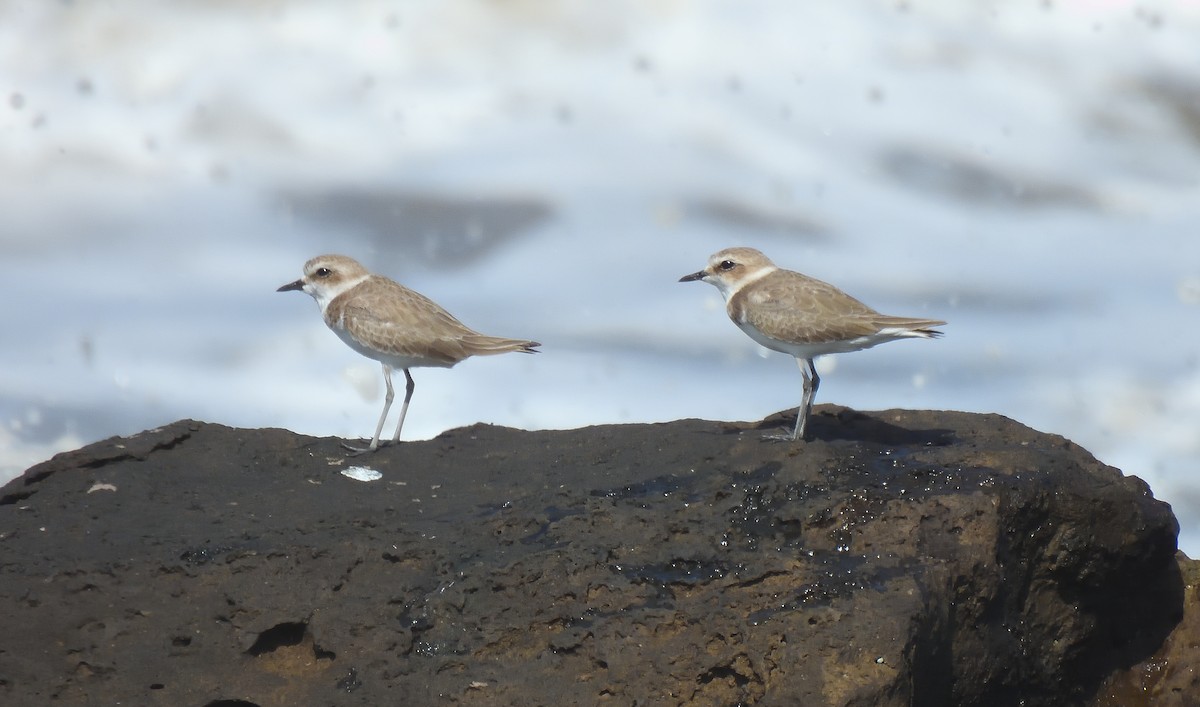 Kentish Plover - ML643083845