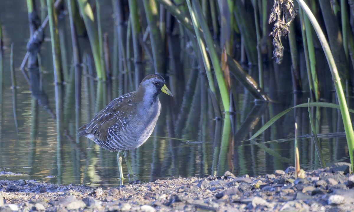 Polluela Sora - ML643083876