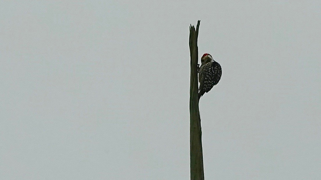 Yellow-crowned Woodpecker - ML643083898