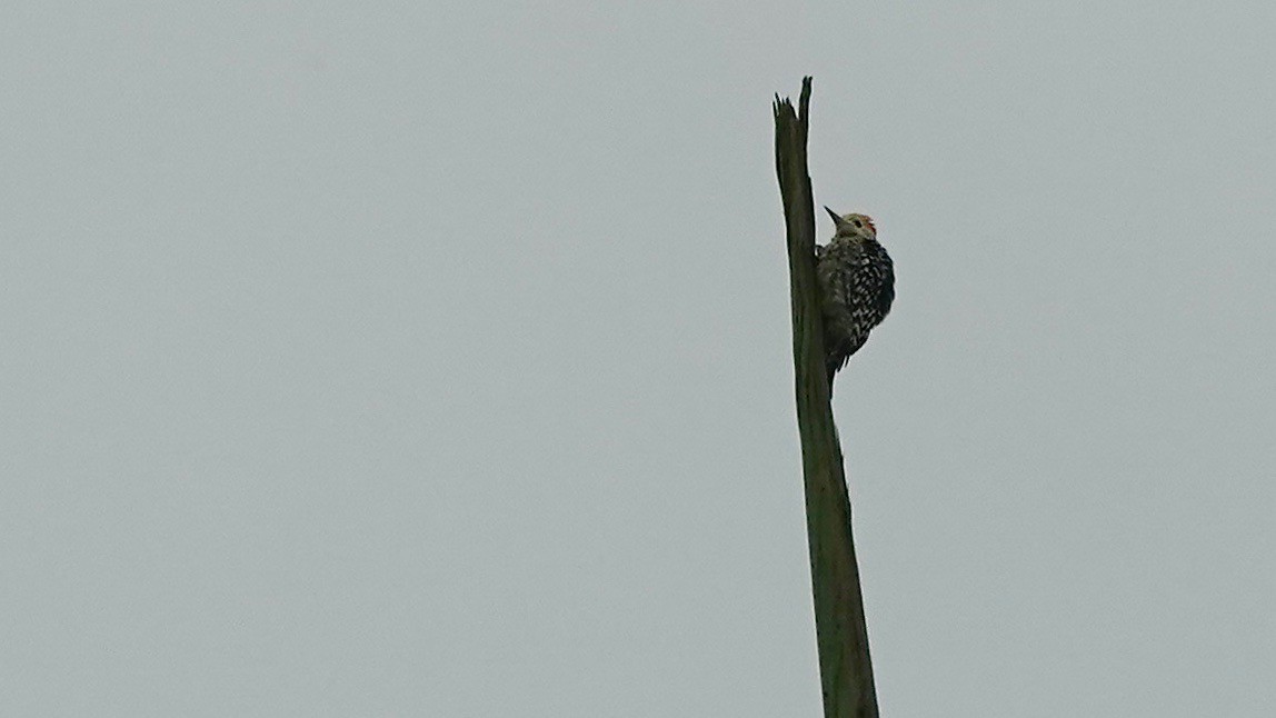 Yellow-crowned Woodpecker - ML643083900
