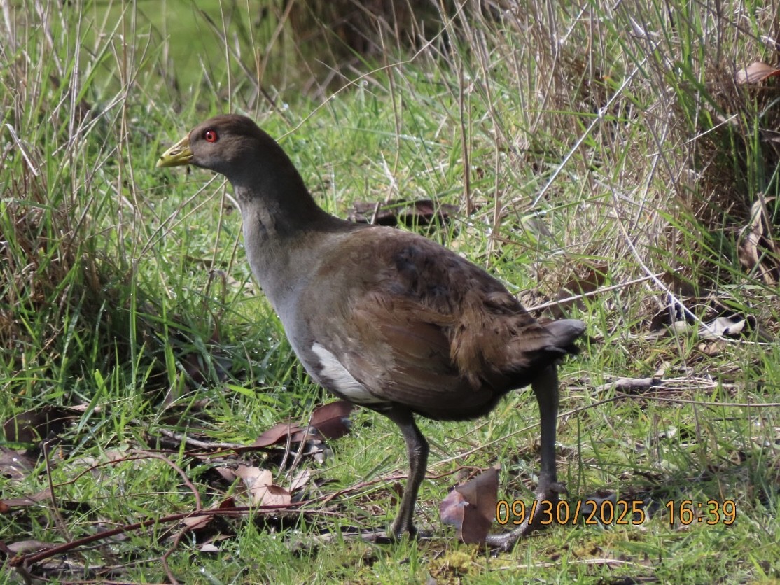 Tasmanian Nativehen - ML643083918