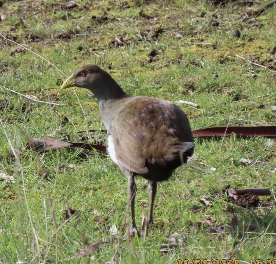 Tasmanian Nativehen - ML643083919