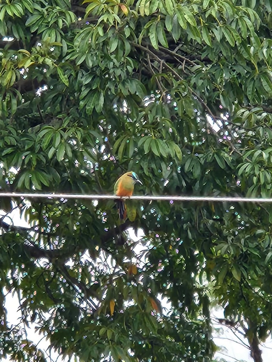 Turquoise-browed Motmot - ML643083930