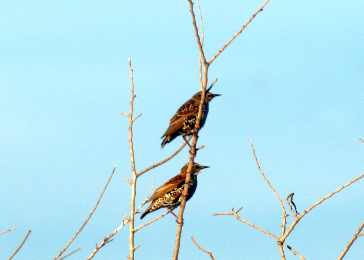 European Starling - ML643083933