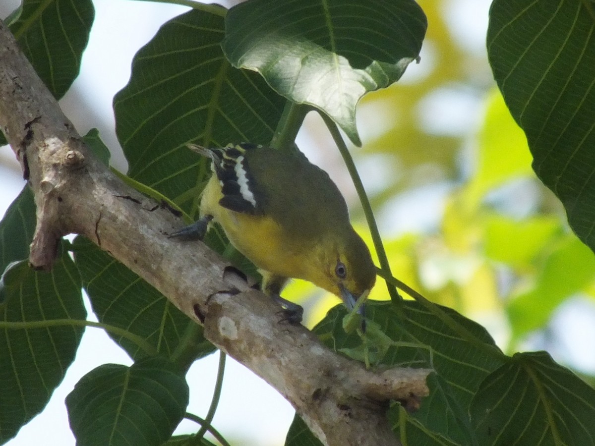 eBird Checklist - 11 Jul 2014 - Taman Negara NP* general area (use more ...