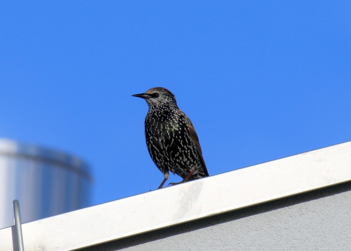 European Starling - ML643083941