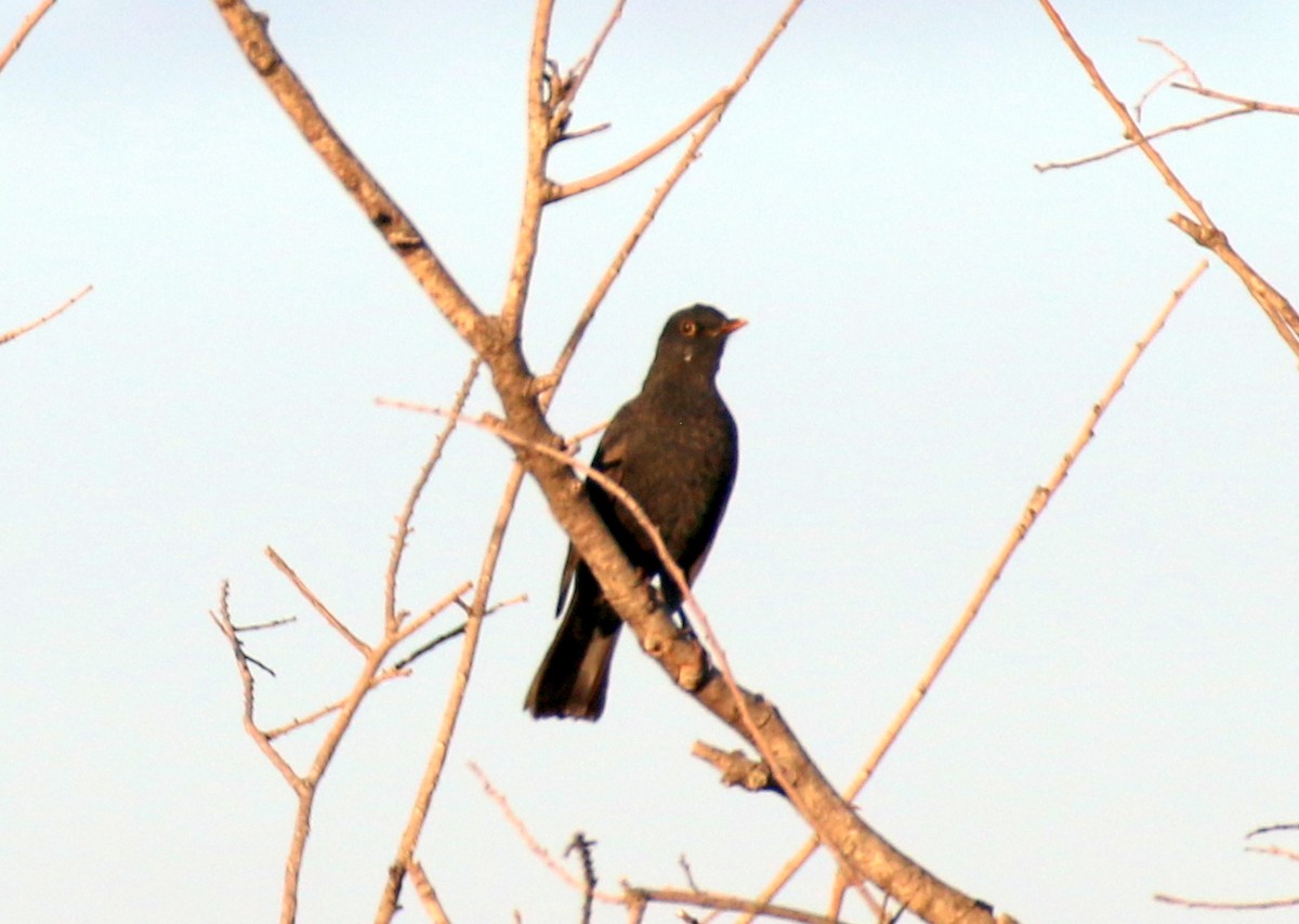 Eurasian Blackbird - ML643083949