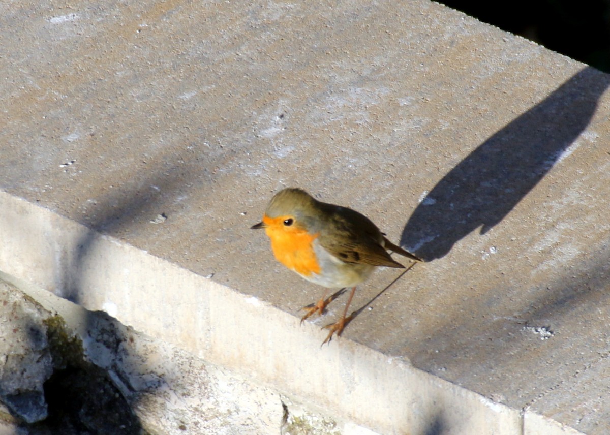 European Robin - ML643083955