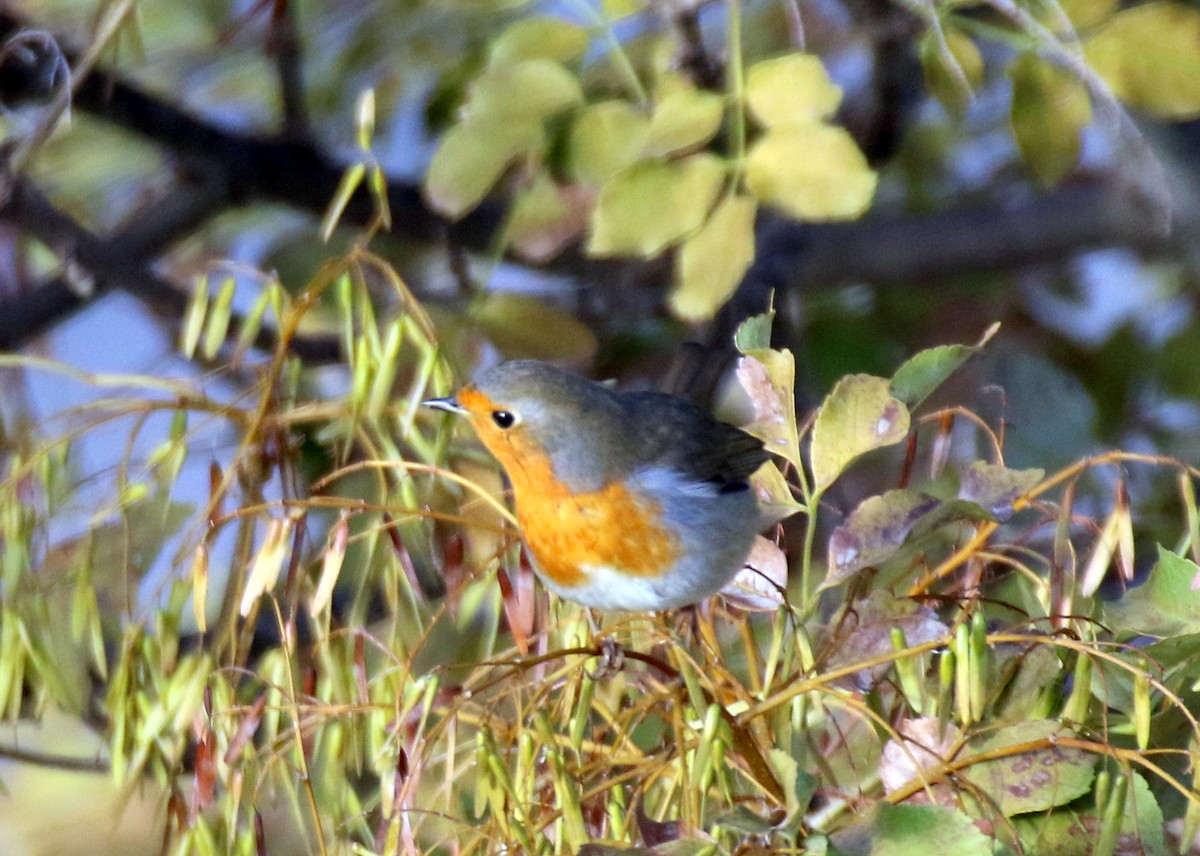 European Robin - ML643083959