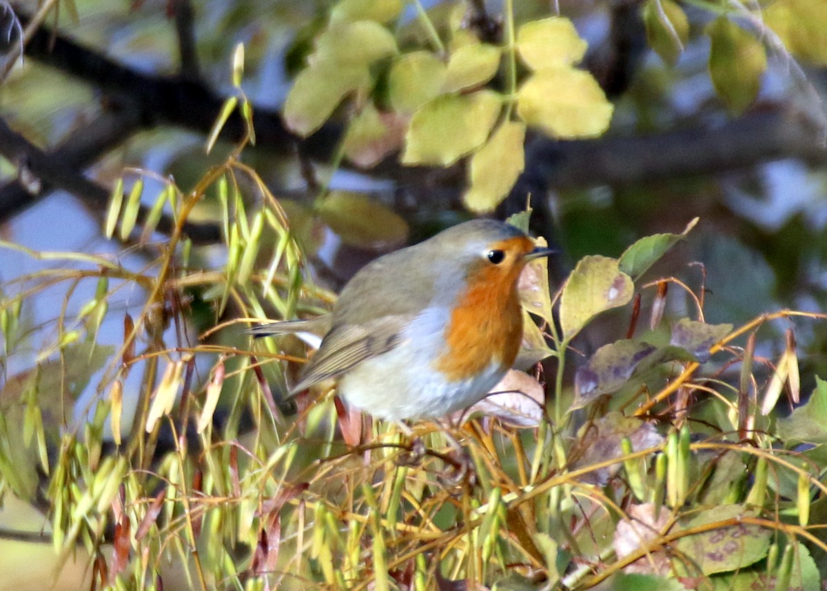 European Robin - ML643083971