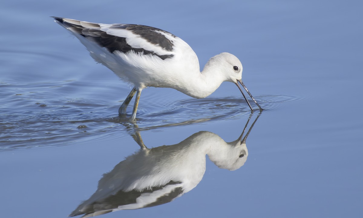 Avoceta Americana - ML643083972