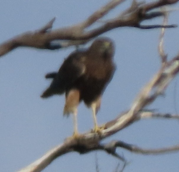 Swamp Harrier - ML643083976