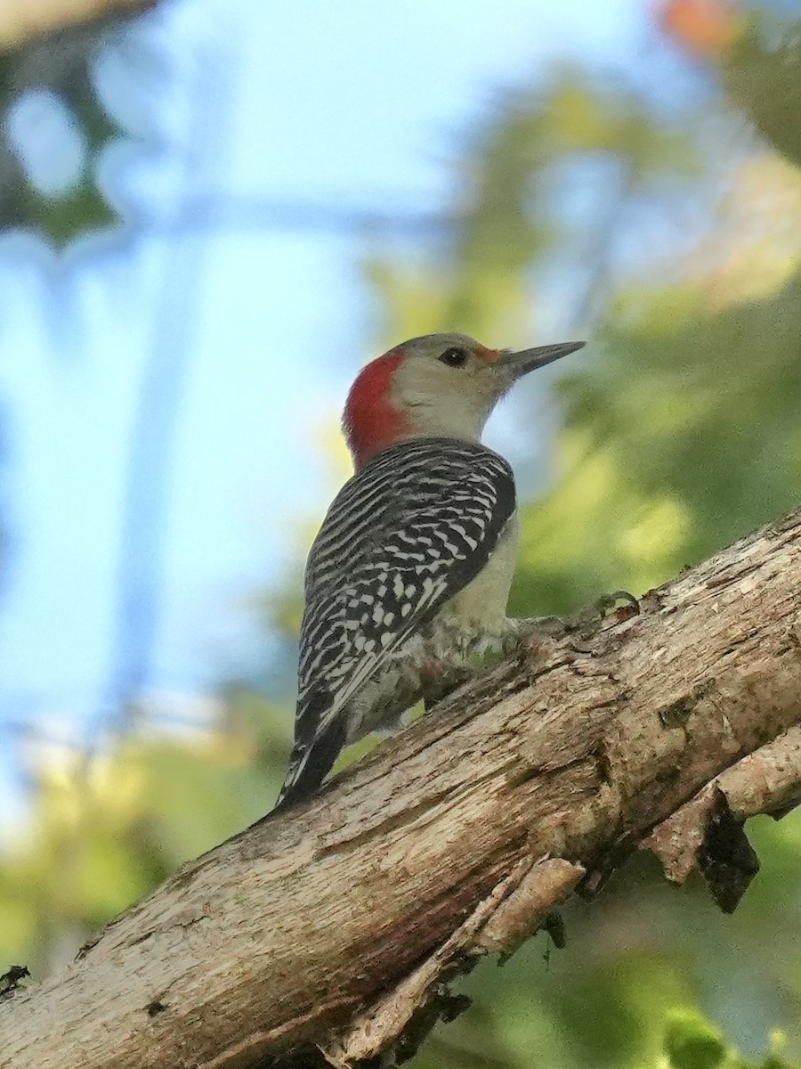 Red-bellied Woodpecker - ML643083989
