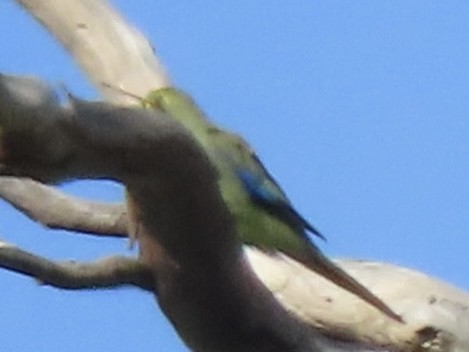 Blue-winged Parrot - ML643083996