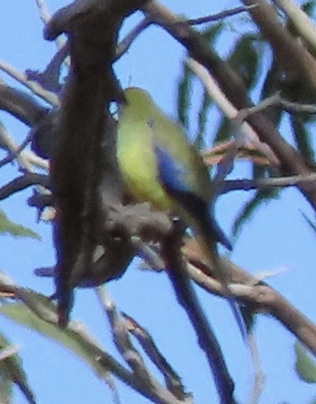 Blue-winged Parrot - ML643083997