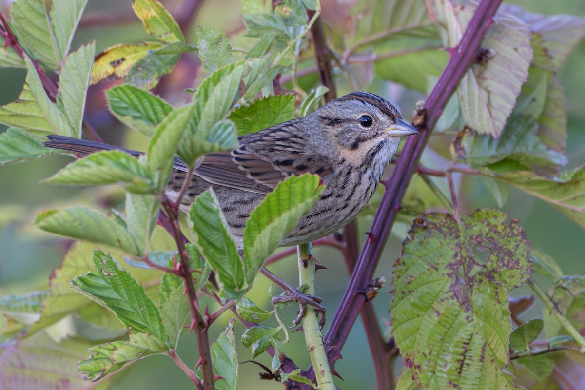 Lincoln's Sparrow - ML643084002