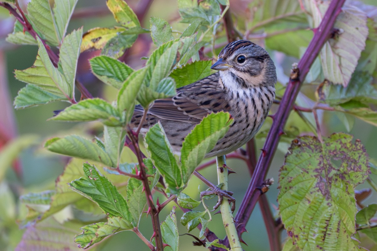 Lincoln's Sparrow - ML643084003