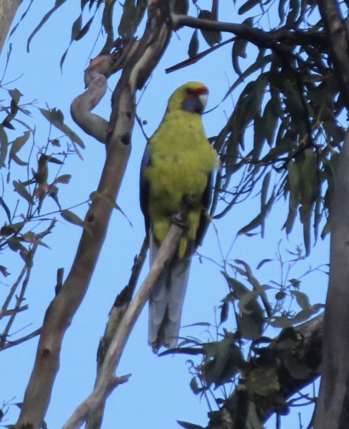 Green Rosella - ML643084017