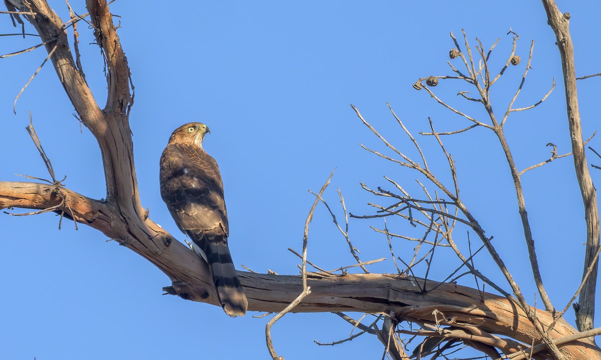 Cooper's Hawk - ML643084062