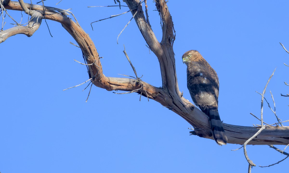 Cooper's Hawk - ML643084063