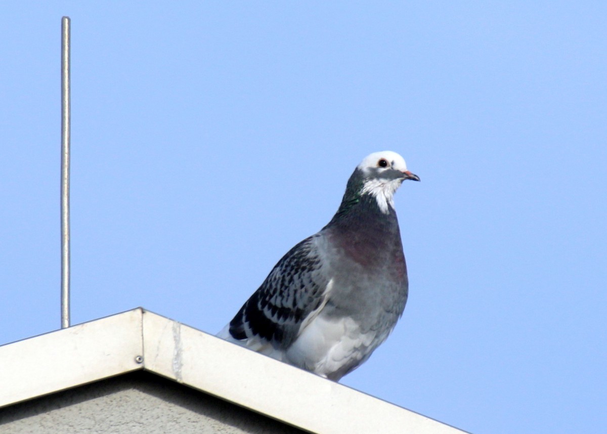 Rock Pigeon (Feral Pigeon) - ML643084072
