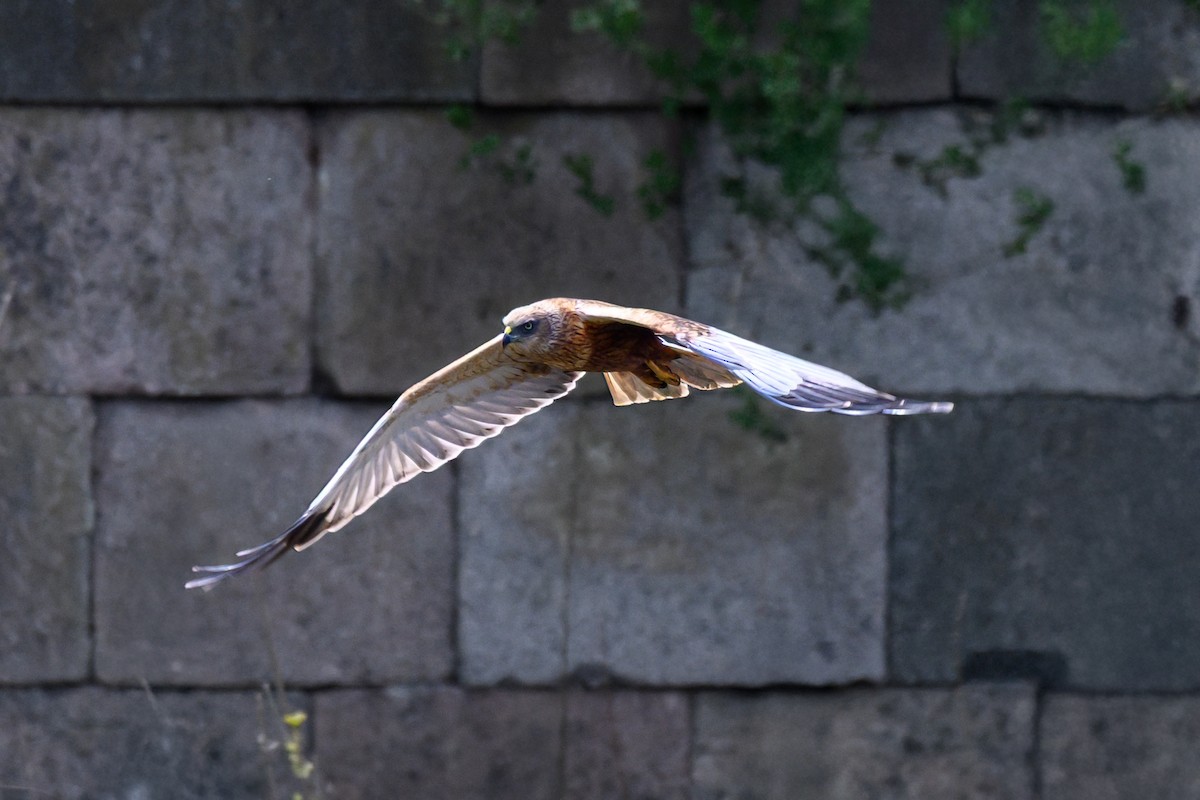 Western Marsh Harrier - ML643084078