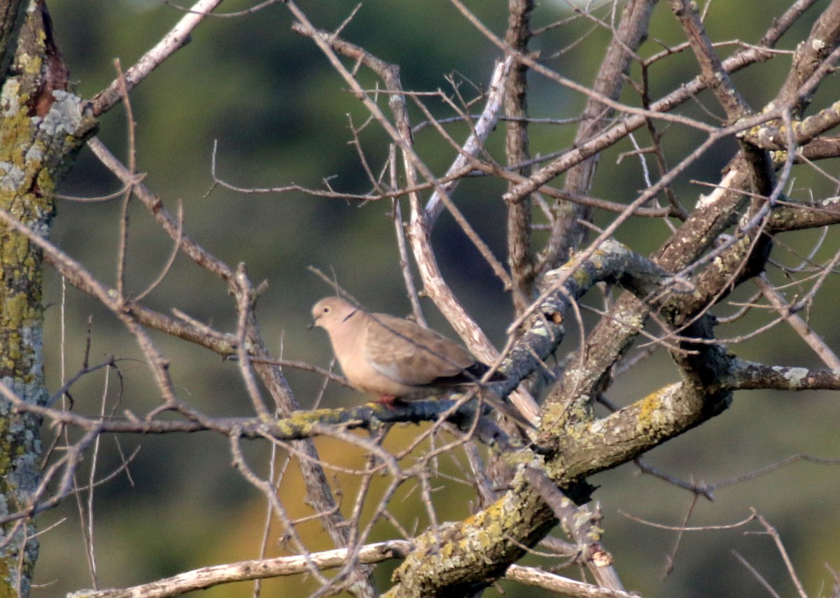 Eurasian Collared-Dove - ML643084083