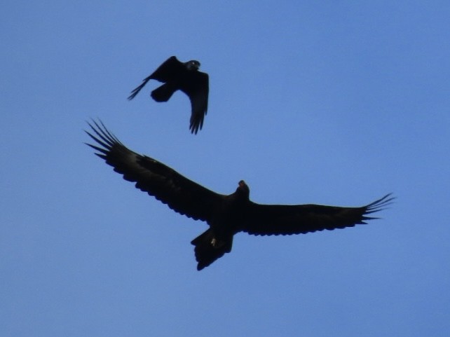 Corbeau de Tasmanie - ML643084087