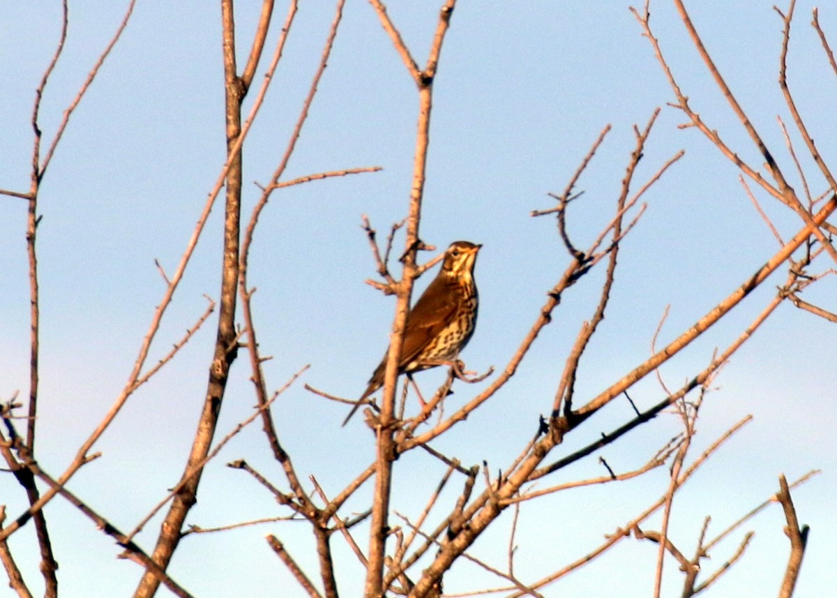Song Thrush - ML643084093