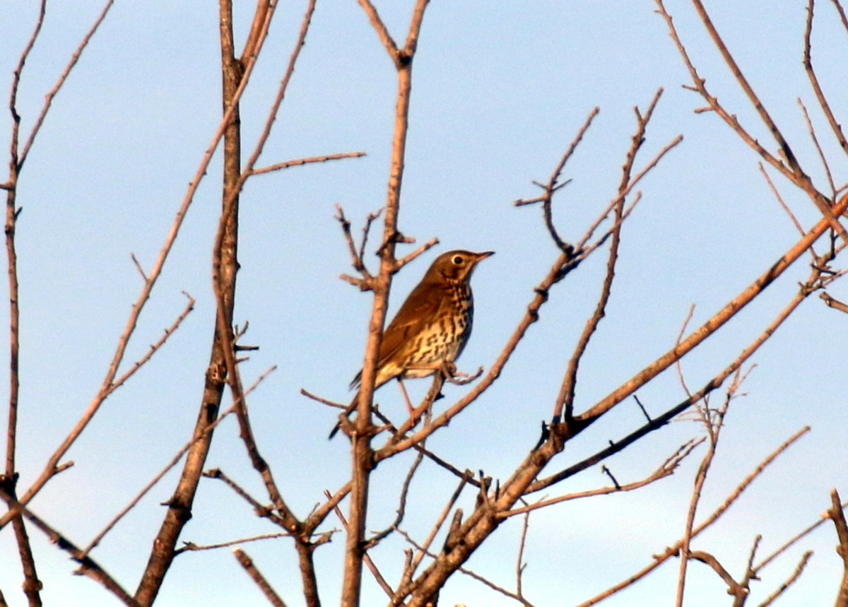 Song Thrush - ML643084101
