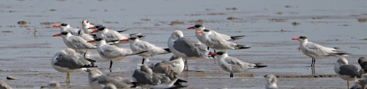 Caspian Tern - ML643084135
