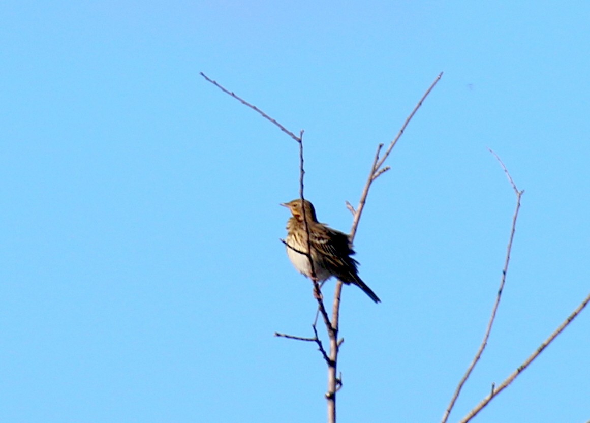 Tree Pipit - ML643084140