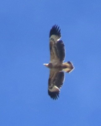 White-bellied Sea-Eagle - ML643084143