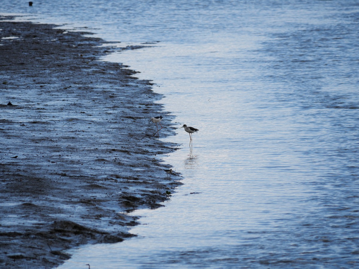 Black-winged Stilt - ML643084147