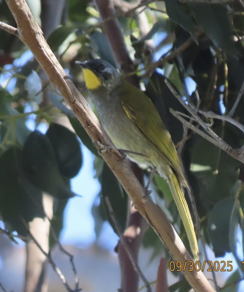Yellow-throated Honeyeater - ML643084176