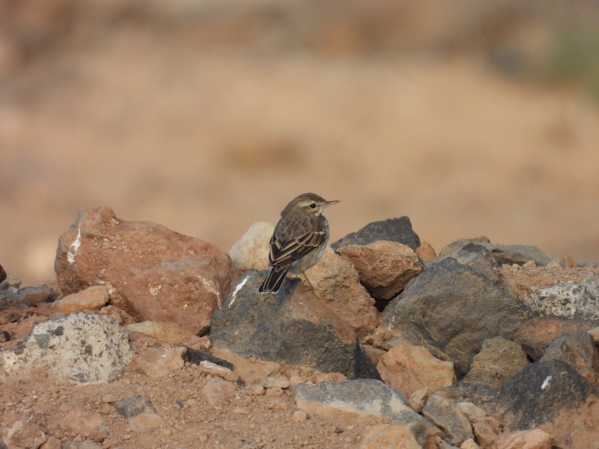 Berthelot's Pipit - ML643084181