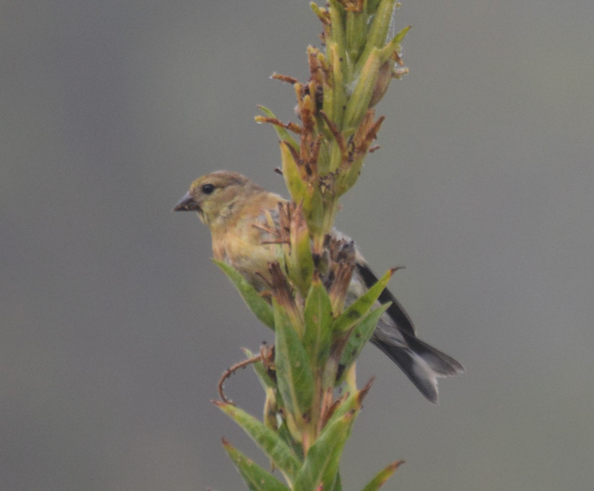 American Goldfinch - ML643084182