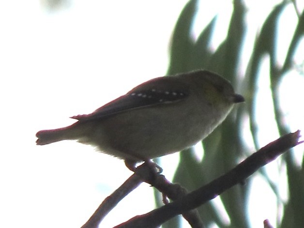 Forty-spotted Pardalote - ML643084193