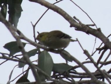 Forty-spotted Pardalote - ML643084194