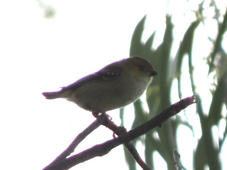 Forty-spotted Pardalote - ML643084195