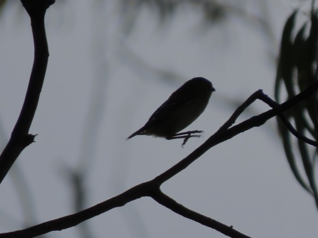 Forty-spotted Pardalote - ML643084196