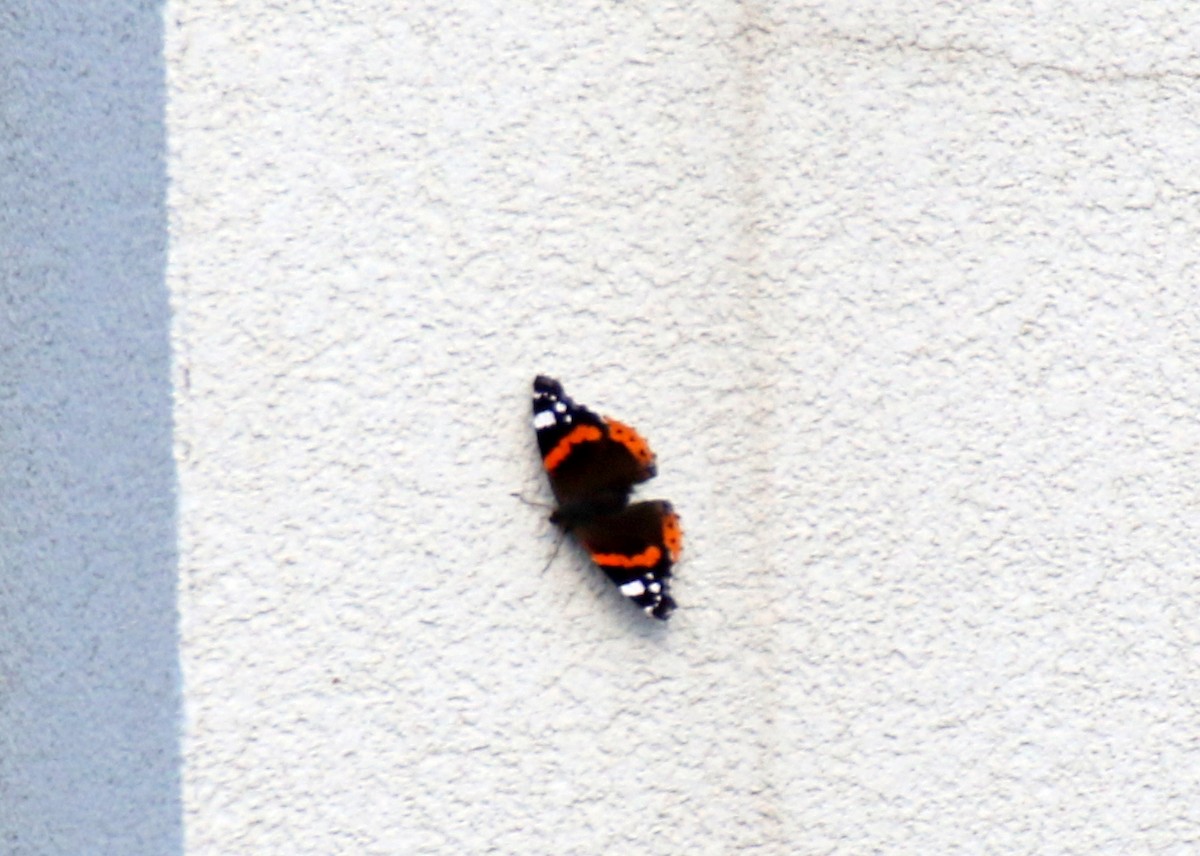 Red Admiral - ML643084200