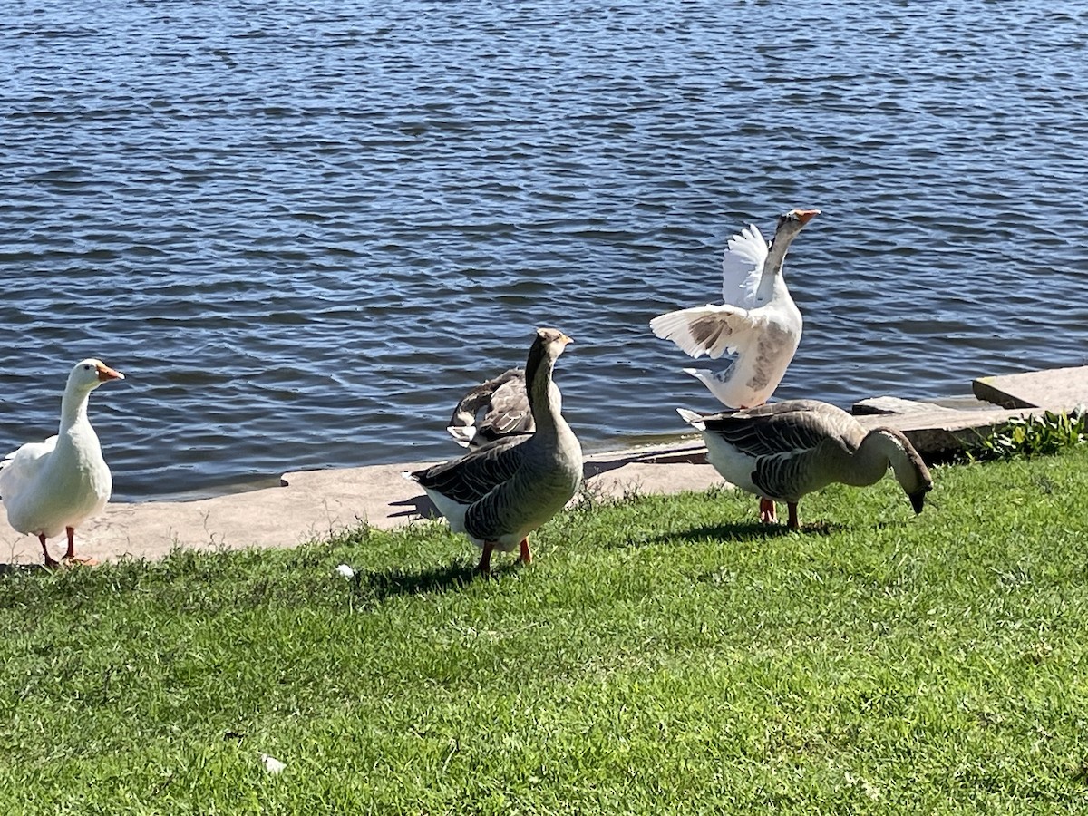 Graylag Goose (Domestic type) - ML643084226