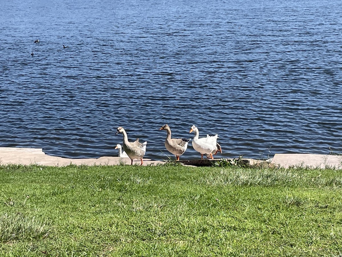 Graylag Goose (Domestic type) - ML643084227