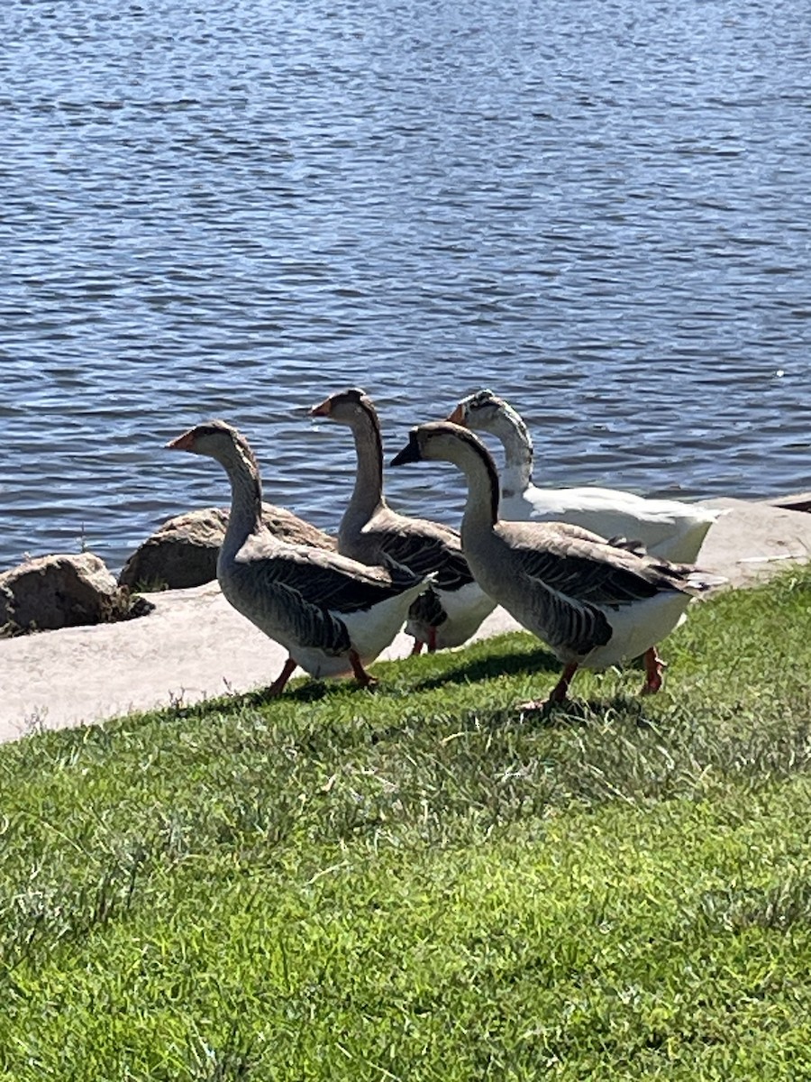 Graylag Goose (Domestic type) - ML643084228
