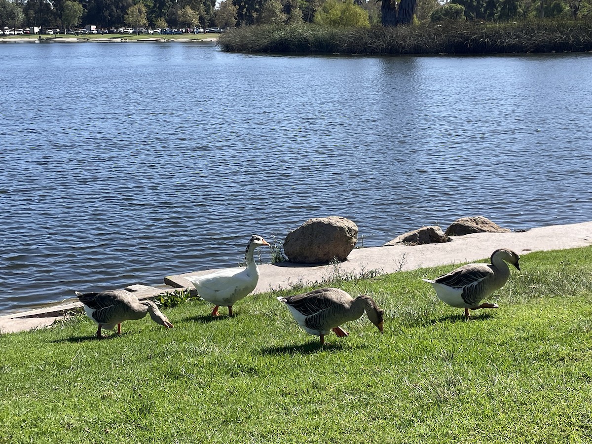 Graylag Goose (Domestic type) - ML643084229
