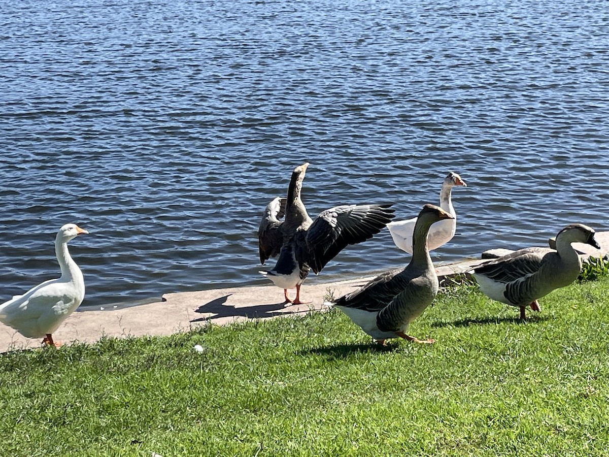 Graylag Goose (Domestic type) - ML643084230