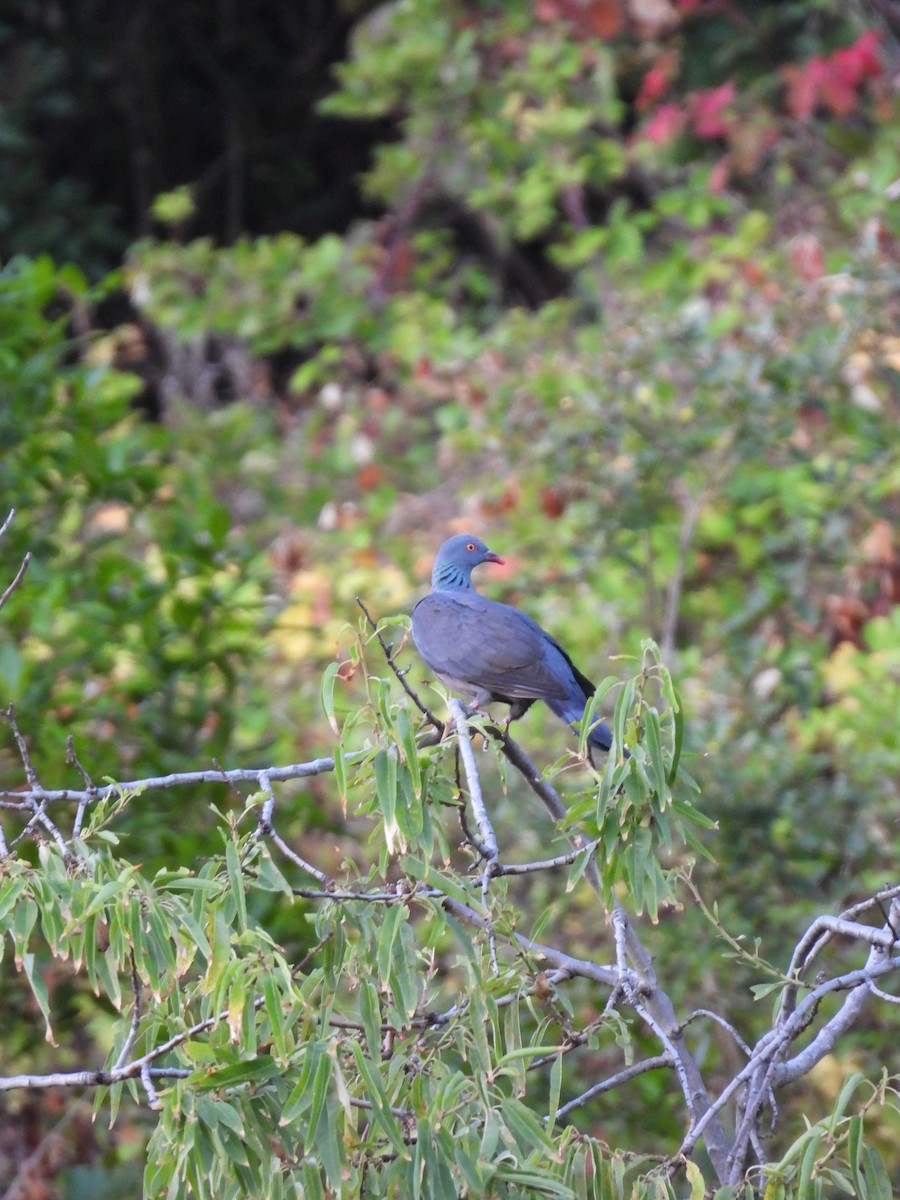 カナリーバト - ML643084254