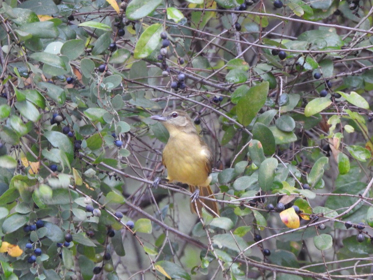 Yellow-bellied Greenbul - ML643084264